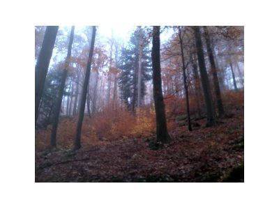 Novemberwald